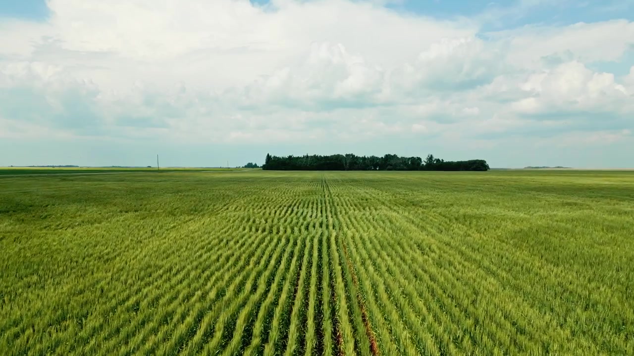 Low flying drone shot skimming above planted rows of growing wheat with distant trees beneath a bright blue summer sky