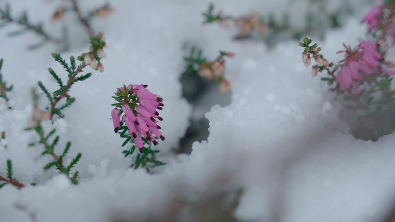 Pink heather flowers peeking through a blanket of fresh snow, with a shallow depth of field