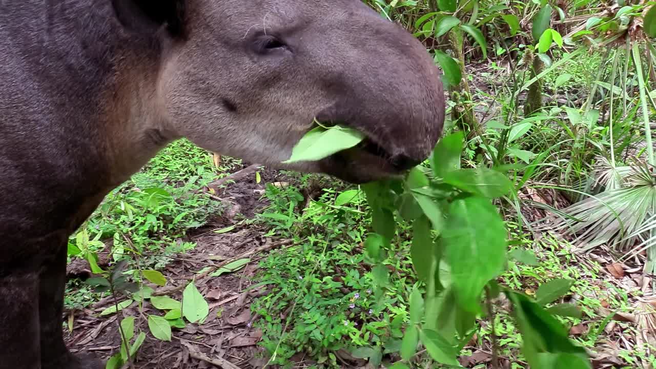 테이퍼가 숲의 초목을 씹는다