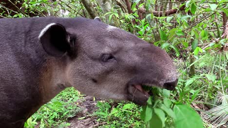 Ein-Tapir-Kaut-Auf-Vegetation-Im-Wald