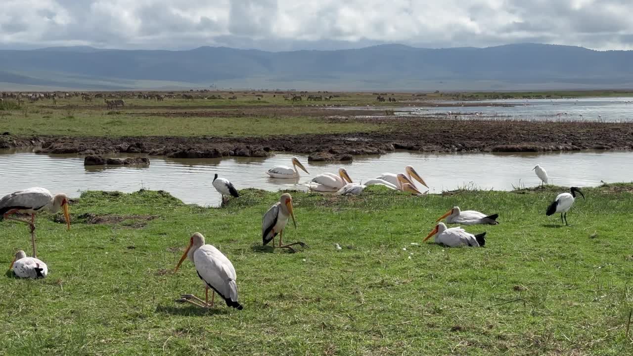 Yellow-Billed Storks and White pelicans in Ngorongoro Crater. Tanzania.