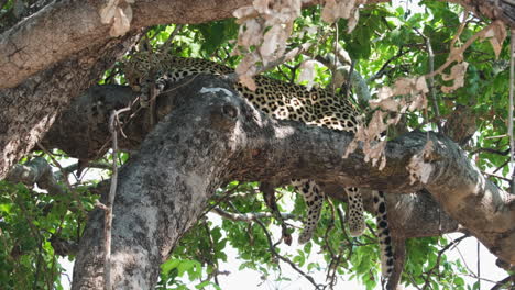 Leopardo-Africano-Durmiendo-En-La-Rama-De-Un-árbol,-El-Parque-Nacional-Kruger,-Sudáfrica