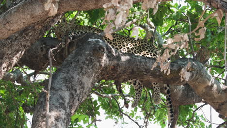 african leopard sleeping on tree branch, kruger national park, south africa