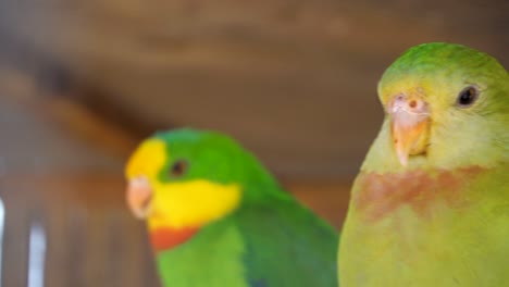 a pair of lovely superb parrots looking outside from a cage at wildlife park in spain - closeup shot