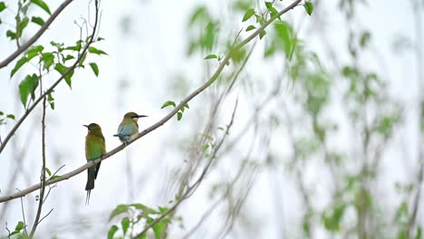 Schönes-Vogel-Blauschwanz-Bienenfresser-Paar,-Das-Auf-Einem-Barsch-In-Den-Feldern-Sitzt