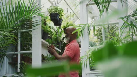Glücklicher-älterer-Afroamerikanischer-Mann,-Der-Pflanzen-Im-Gewächshaus-Betrachtet