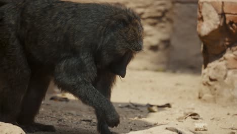 baboon foraging on the ground - close up