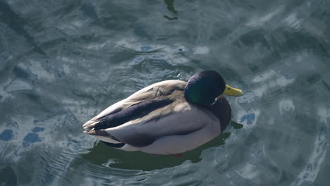 Mallard-Adult-Drake-In-Full-Breeding-Plumage---high-angle,-close-up