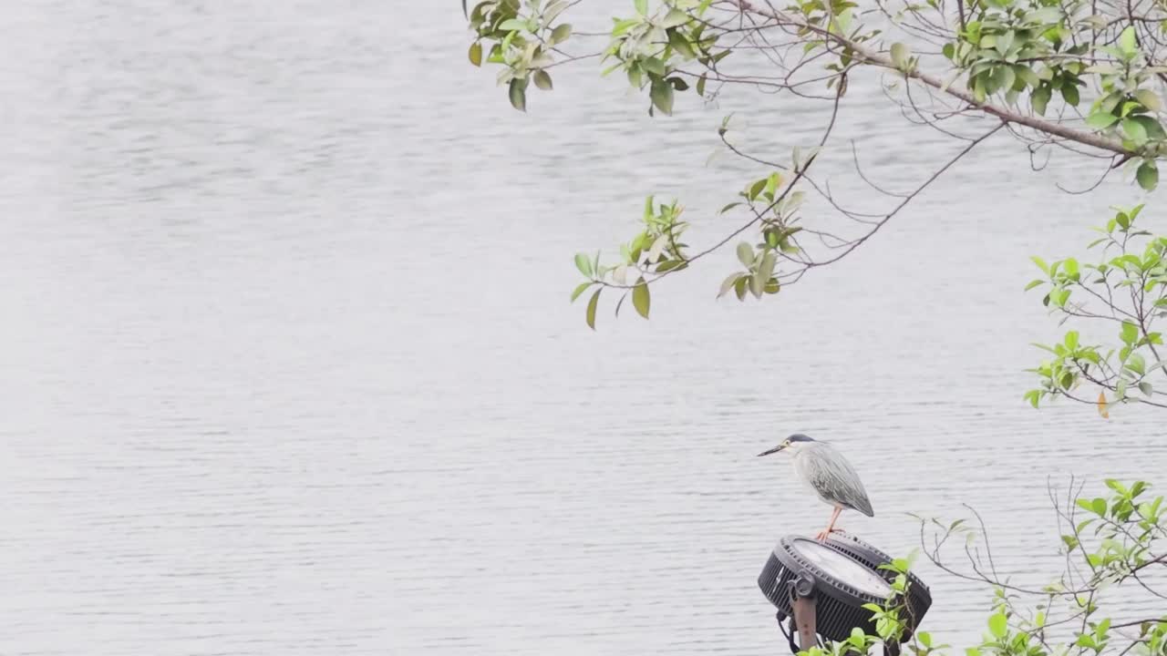 Heron on a Lamp Post by the Water