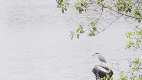heron on a lamp post by the water