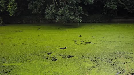 Eurasische-Blässhühner-Schwimmen-In-Einem-Teich,-Der-Dicht-Von-Grünen-Wasserlinsen-Bedeckt-Ist