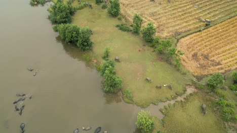 Büffel-Wandern-Am-Flussufer-In-Lang-Co,-Vietnam