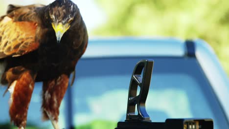águila halcón posada en una ballesta
