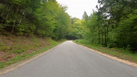 driving car on road along the forest