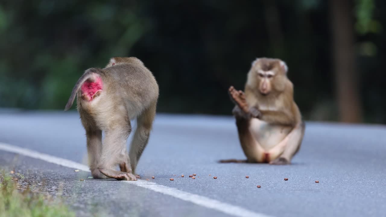 Two monkeys meet and communicate on a road