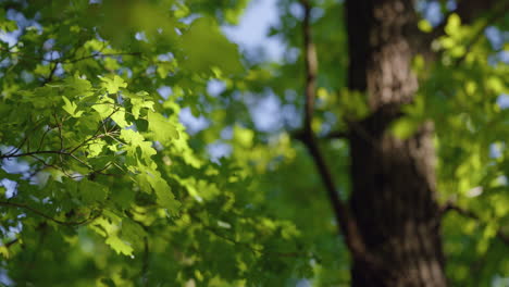 green sunlit leaves of sycamore, tree trunk in blurred background