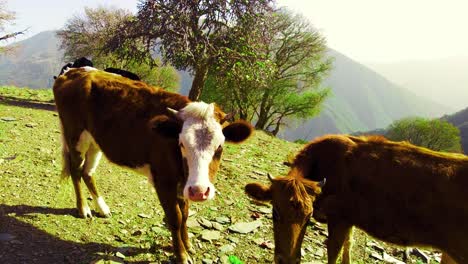 cows grazing in mountain grassland
