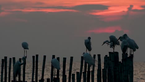 The-Great-Egret,-also-known-as-the-Common-Egret-or-the-Large-Egret