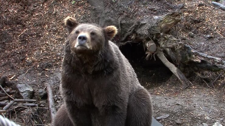 Nervous and very threatening Black Bear roaring