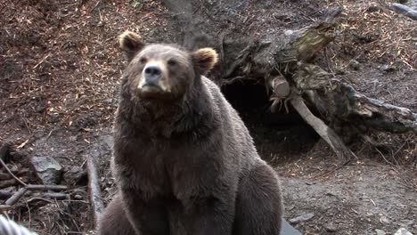 nervous and very threatening black bear roaring