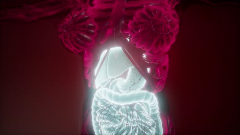 Human-Body-with-Visible-Digestive-System