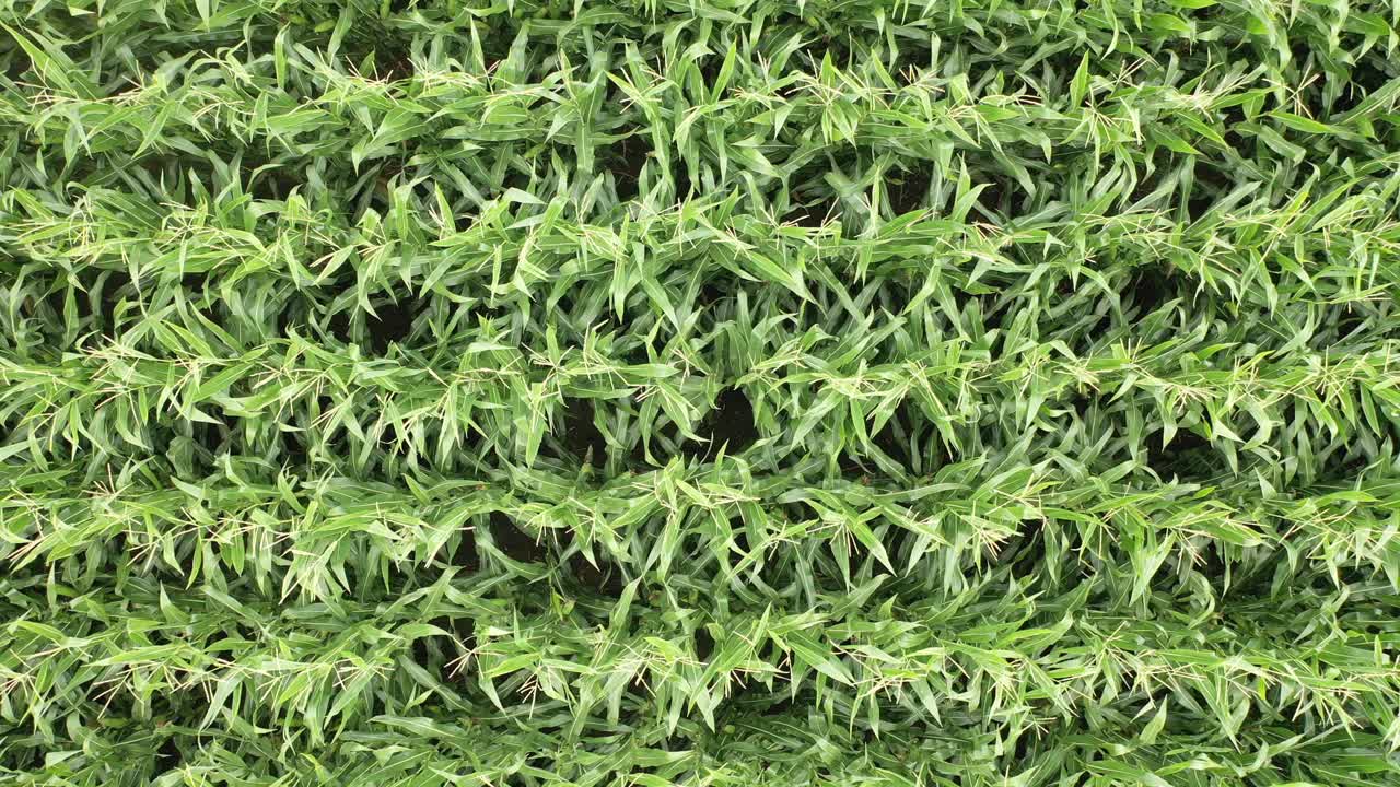 vista aerea del campo de maiz