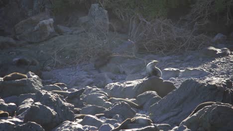 una toma estática de una colonia de lobos marinos en una playa rocosa con sol bajo