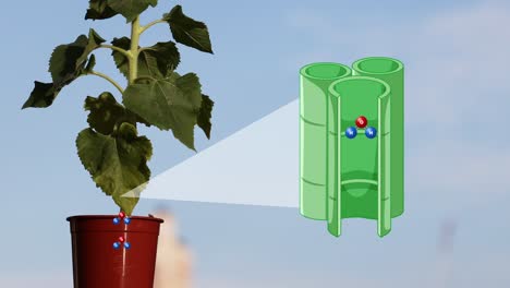 animación del ciclo de vida y los procesos energéticos del girasol