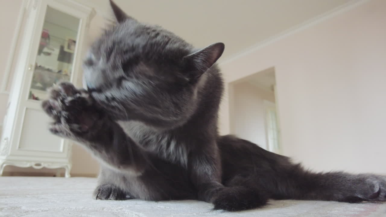 Primer plano de un gato British Shorthair lamiéndose y aseándose