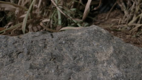 Crested-gecko-jumping-off-a-rock-in-slow-motion