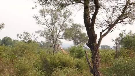 south african giraffes eating in brush, kruger national park, south africa