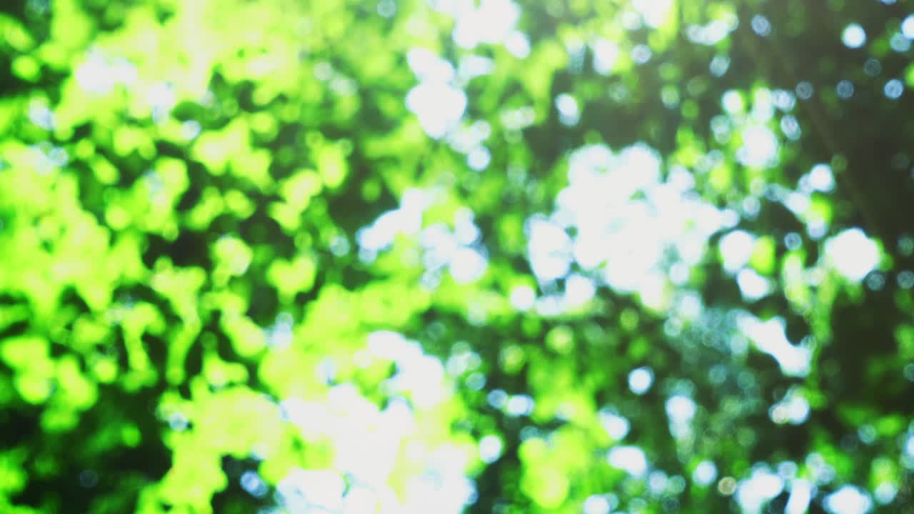 Beams of the sun through leaves of trees. Out of focus