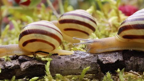 Caracol-Arrastrándose-Lentamente-A-Lo-Largo-De-Un-Primer-Plano-Súper-Macro