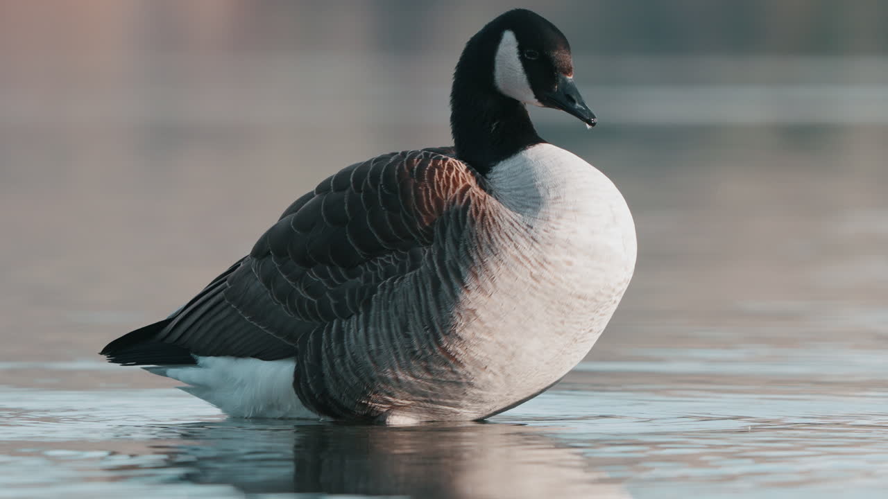 ganso canadiense en el agua sacudiendo su cuerpo y luego limpiando sus plumas