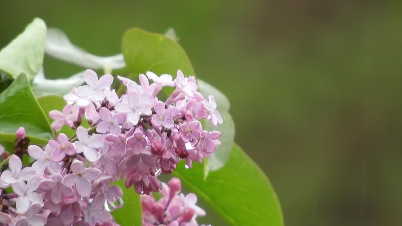 Bunga Lilac di bawah hujan dan angin, melambangkan keindahan alam dan kesegaran tetesan hujan