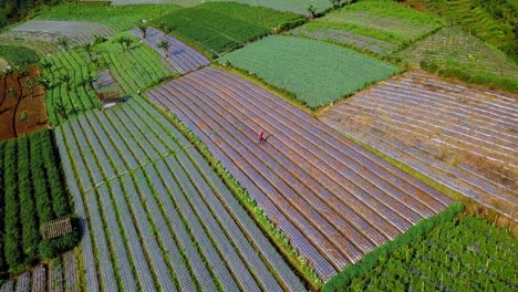 aerial orbit shot of farmers working on colorful plantation fields in sunlight - indonesia,asia