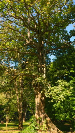 large trees in a park