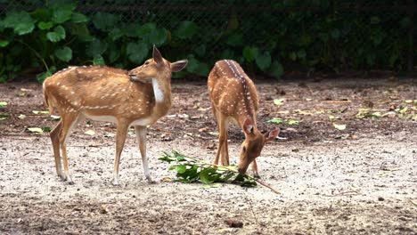 Young-fawns-chital-deer,-axis-axis-with-reddish-brown-fur-marked-by-white-spots,-one-feeding-on-a-leafy-branch-on-the-ground,-another-one-preening-its-fur,-handheld-motion-shot