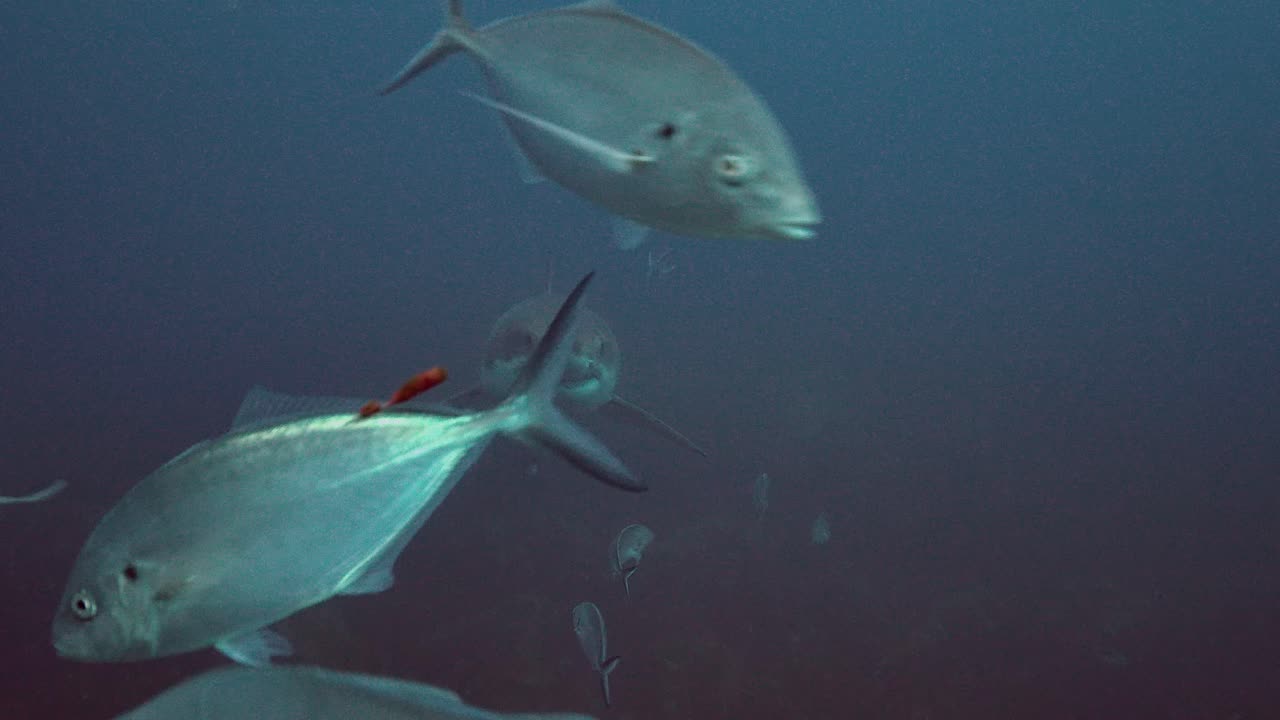 백상아리 carcharodon carcharias 해왕성 제도 사우스 오스트레일리아 슬로우 모션 4k