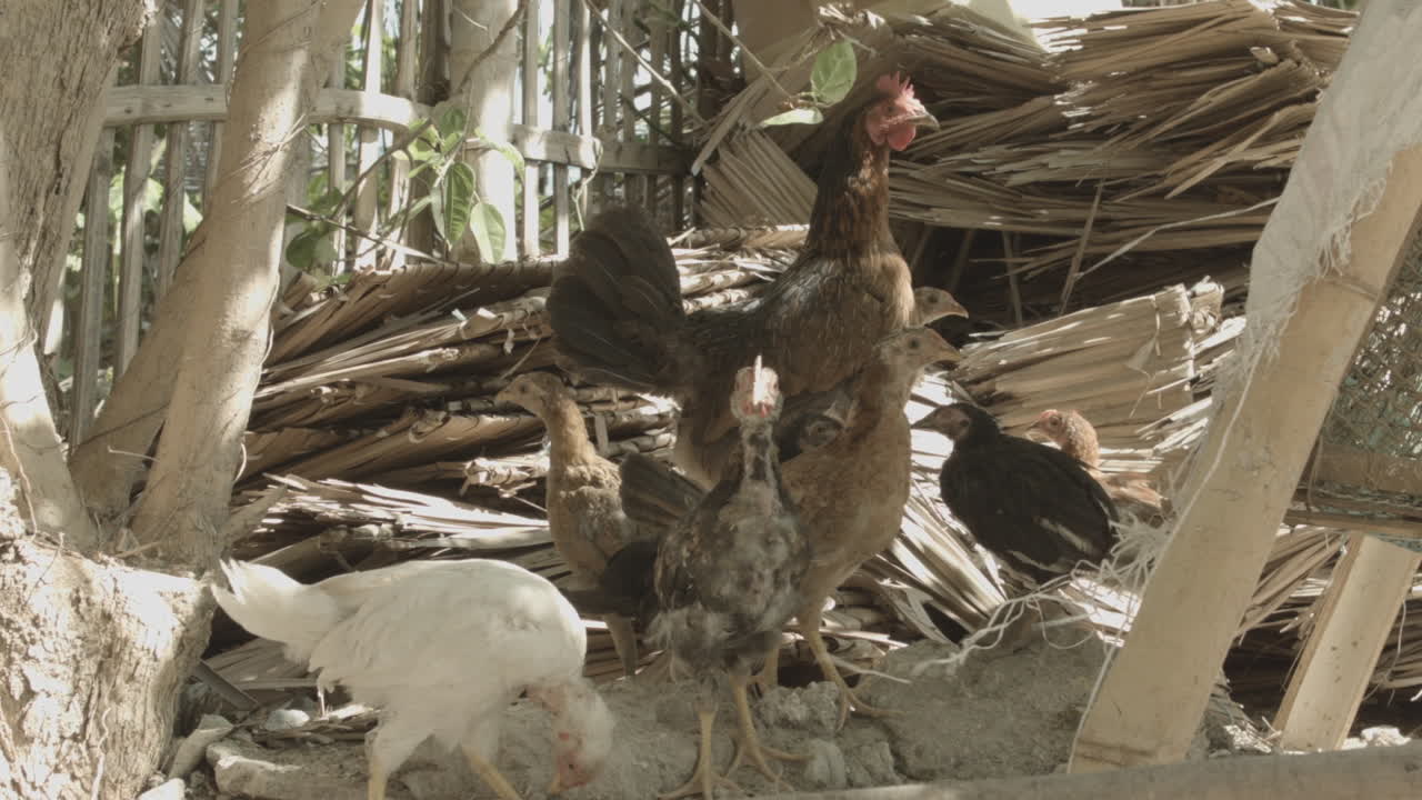Mother Hen with Chicks in Rustic Setting