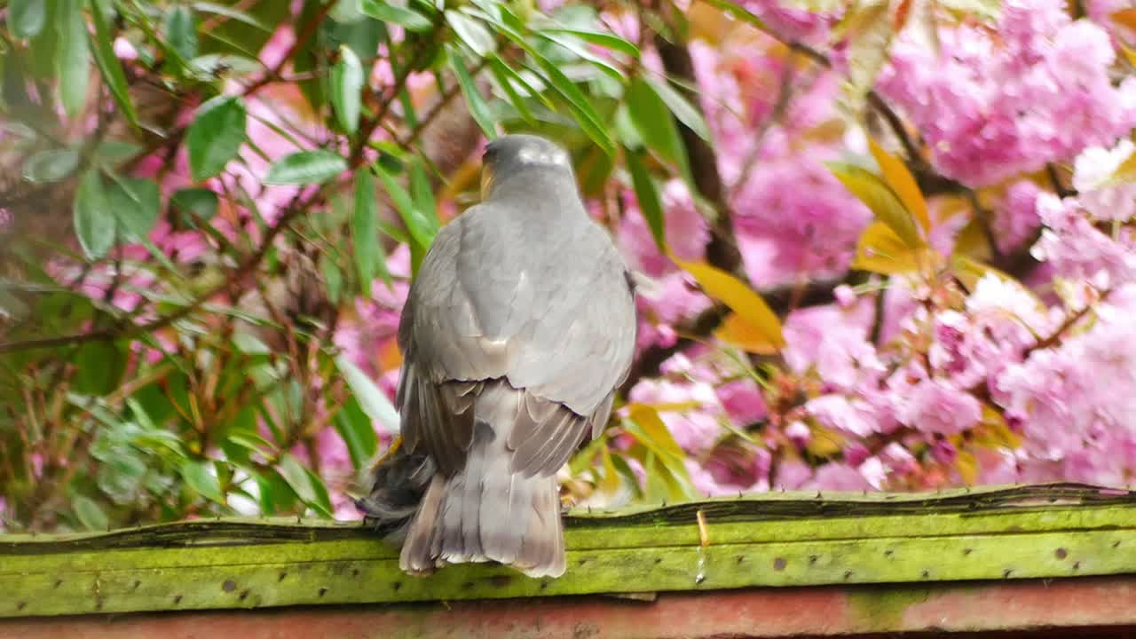 halcón gorrión macho sentado en la valla del jardín de madera con pájaro negro recién muerto, observando y volando lejos dejando las plumas flotando
