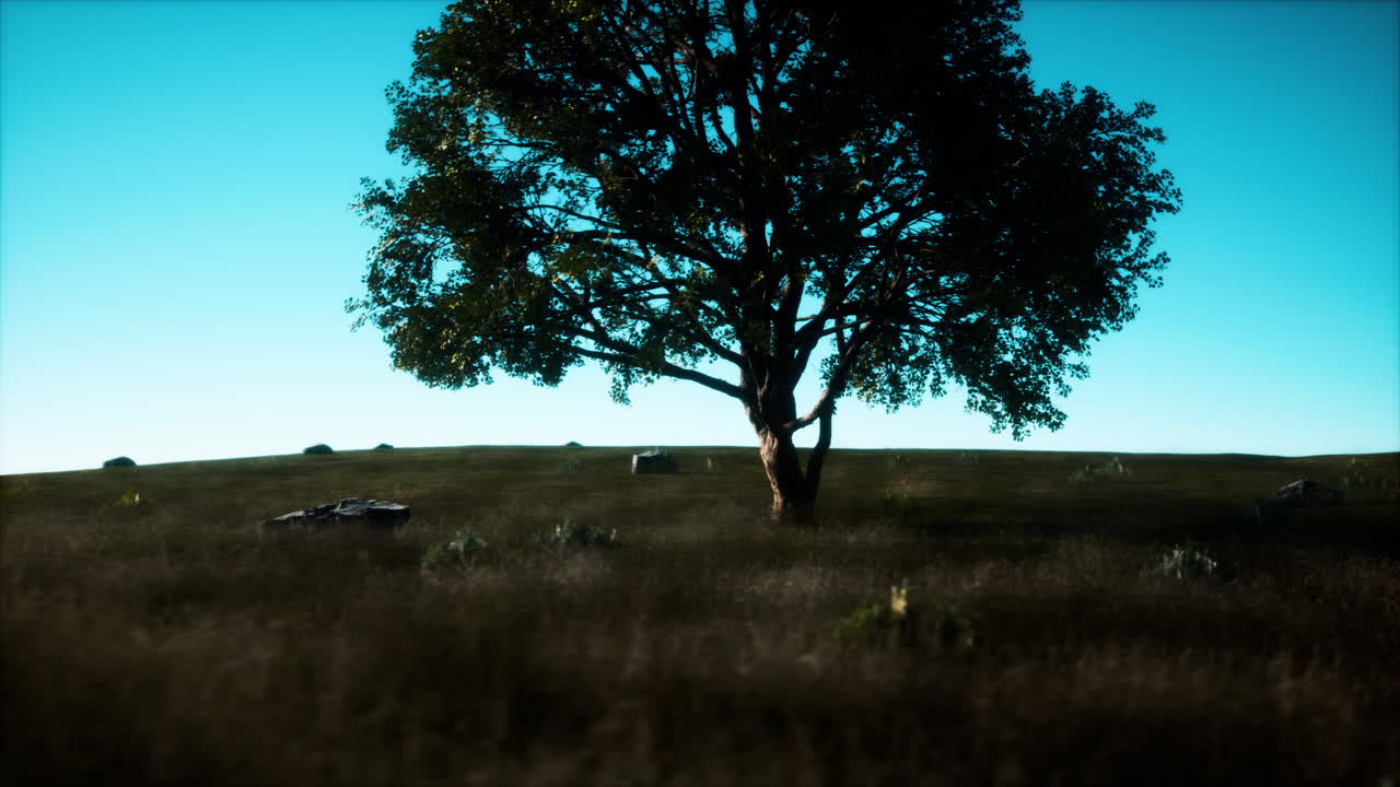 big tree on the African Savanna in Serengeti national park of Tanzania
