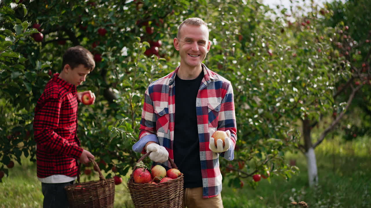 Male farmer in chequered shirt has fun picking apples. Man plays with an apple tossing it into air. Teenage boy at backdrop collects fruit into basket.