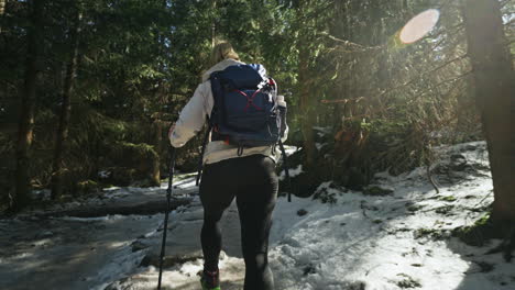 backpacker woman hiking in a snowy forest. low angle