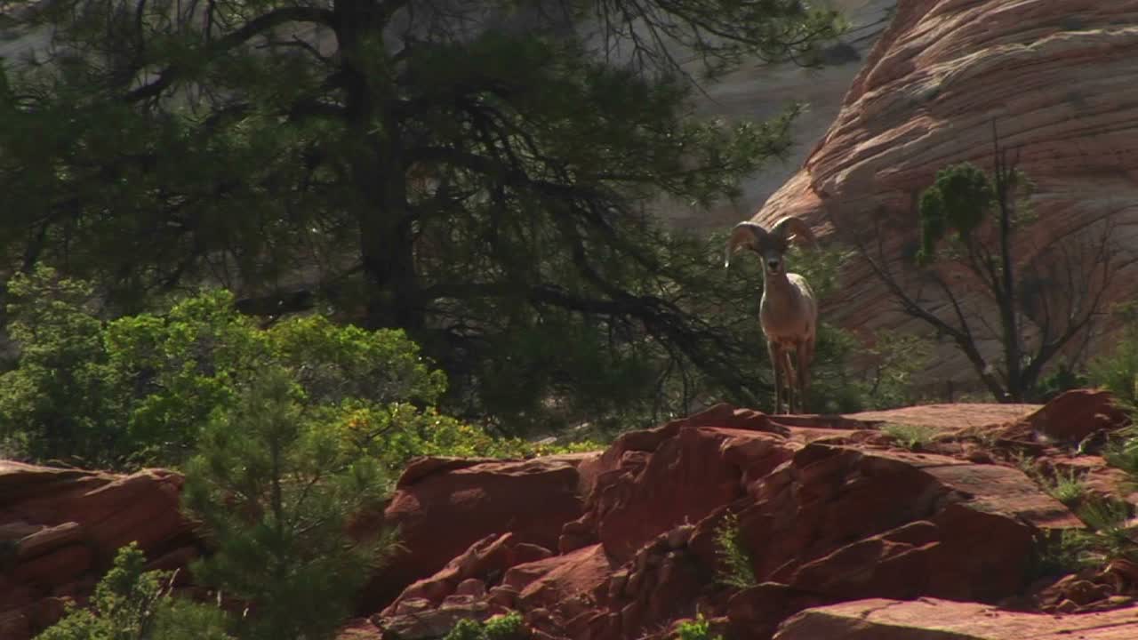 plano medio de un borrego cimarrón del desierto en lo alto de una colina en el parque nacional zion