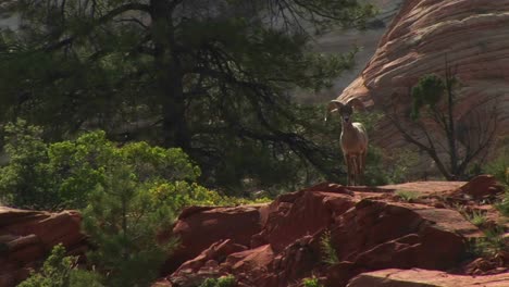 medium shot of a desert bighorn sheep atop a hill in zion national park