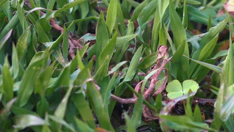 close exterior shot of ants crawling along twigs in grass a lot of the ants are carrying something