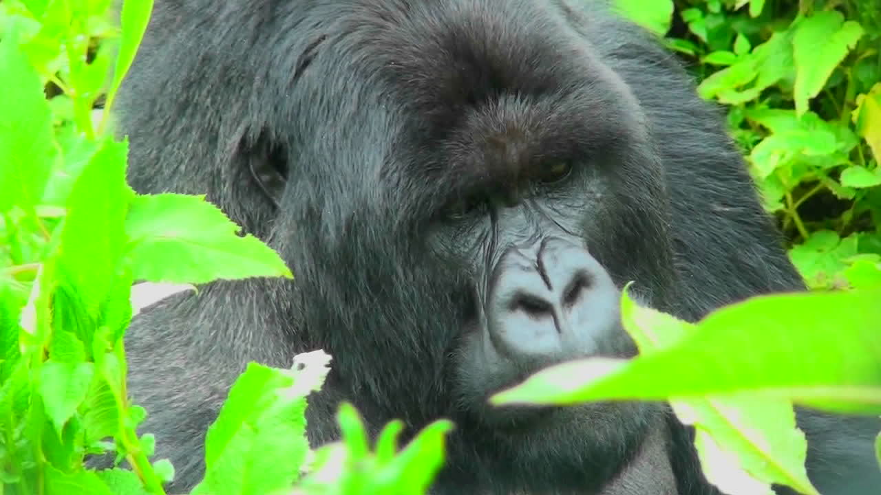 Un gorilla seduto nella vegetazione della foresta pluviale del Ruanda
