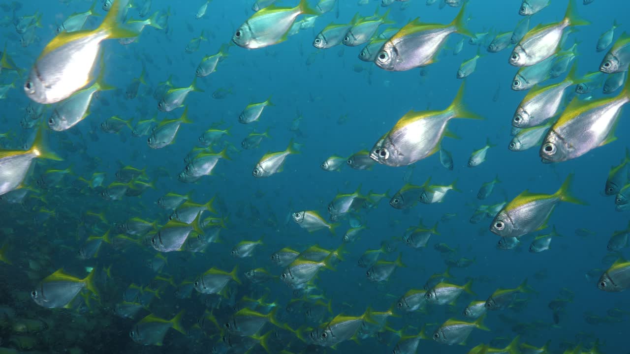 Surreal underwater view moving through clear blue water packed with colourful shimmering schooling tropical fish