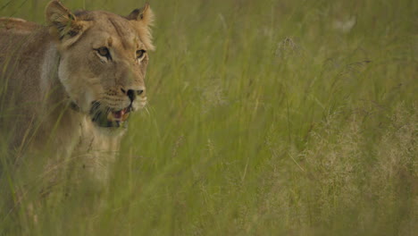 lioness in the grass